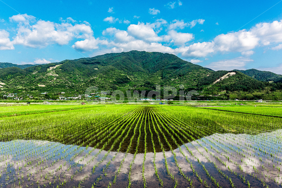 논,반영,모내기,구름,하늘,하동,자연,풍경,nature,landscape,시골,마을,country,rural,town,산업,industry,industrial,농업,농사,agriculture,farming,farming industry,outdoors,옥외,paddy field,패디 필드,grassland,목초지,field,들