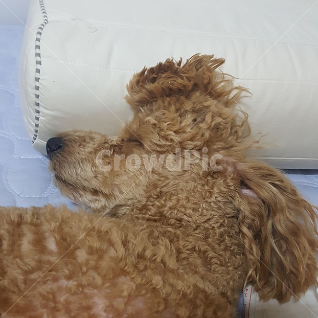 강아지헤어스타일,절묘한,옆모습,자고있는,puppyhair