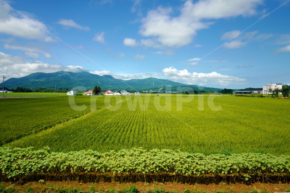 농촌풍경,농기계,시골,벼농사,논,벼,농사,자연,풍경,nature,landscape,시골,마을,country,rural,town,산업,industry,industrial,농업,농사,agriculture,farming,farming industry,outdoors,옥외,field,들,grassland,목초지