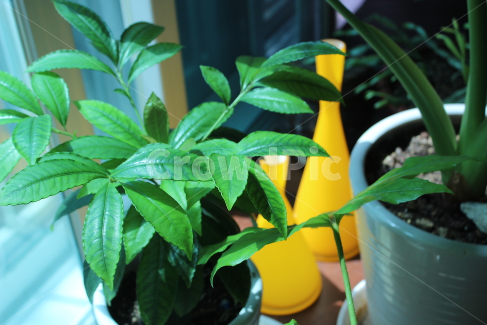 화분,나무,잎,빛,plant,식물,식물,자연,plants,nature