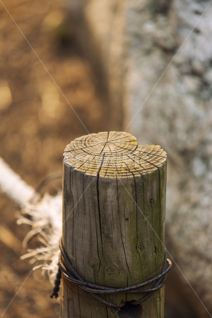 나무,나이테,기둥,tree,풍경,나무,trees,wood