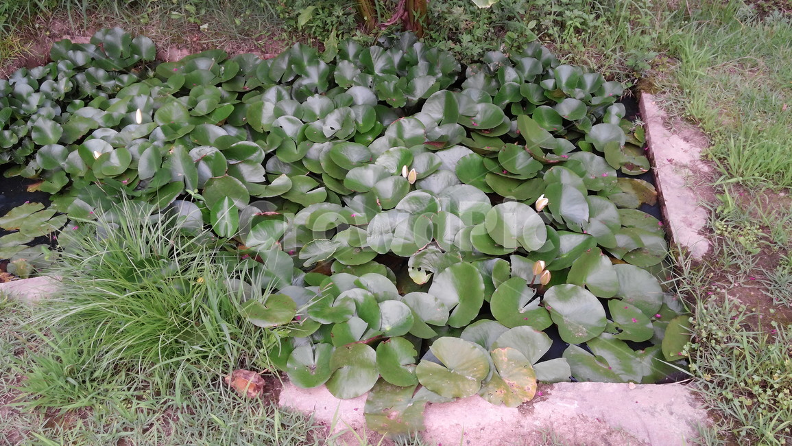 plant,식물,flower,blossom,꽃,lily,연꽃,정원