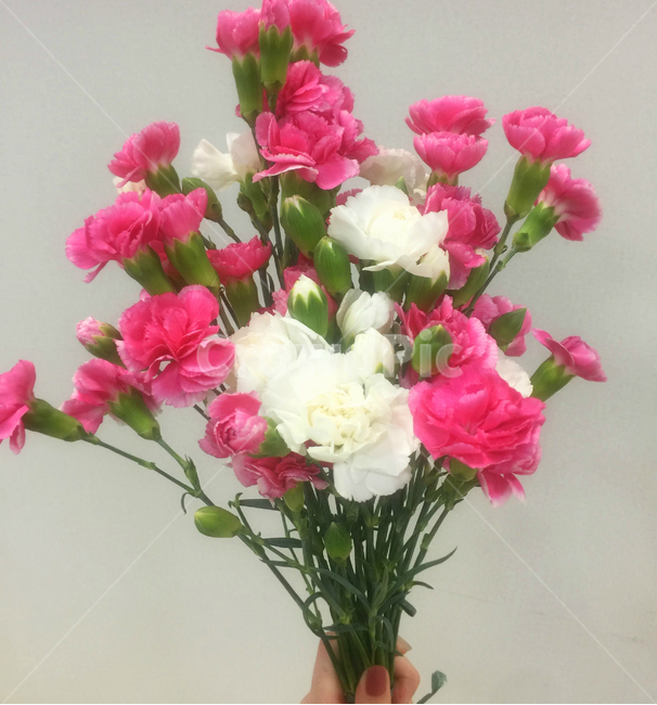 스프레이카네이션,스프레이,카네이션,꽃,핑크꽃,부케,꽃,flower