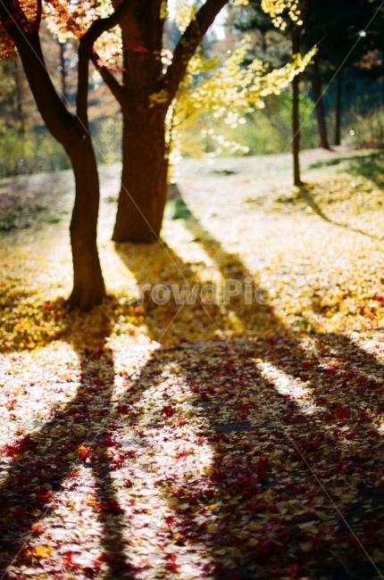 공원,숲,단풍,은행나무,그림자,빛,가을,가을,계절,fall,autumn,season,자연,풍경,nature,landscape,식물,plants,나무,trees,wood,감성,sensible,feeling,휴식,힐링,rest,relaxation,healing,ground,바닥,plant,tree,leaf,잎,tree trunk,나무 줄기