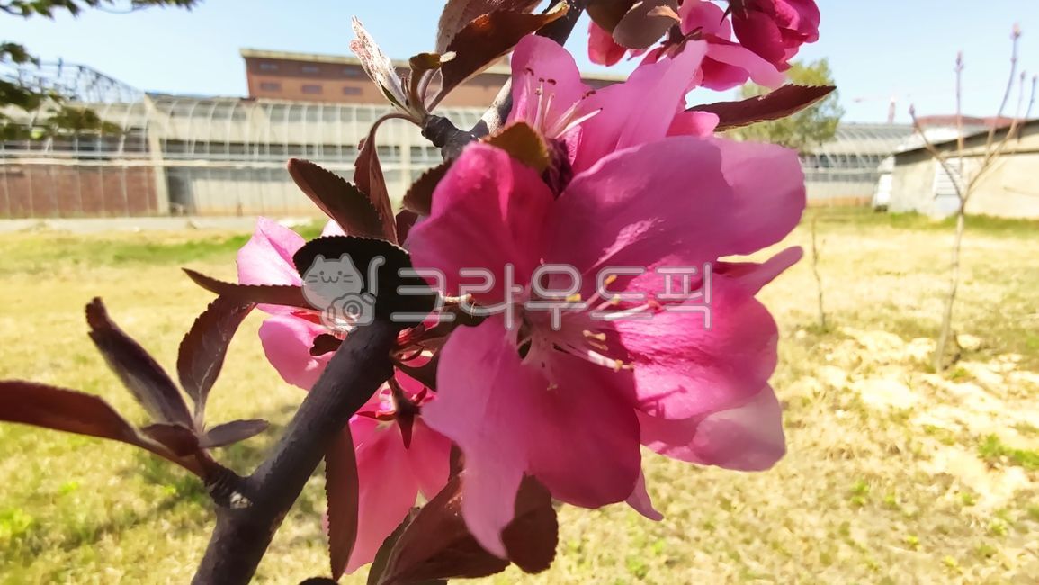 apple blossom,malusfloribunda,stone apple,blossom,plant,flower apple tree,flower apple,Cherry Leaf Flower Apple Tree,flower