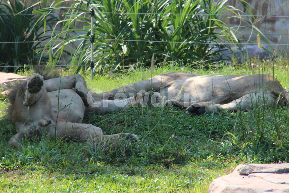 사자,야생생물,animal,동물,mammal,포유류,lion,wildlife