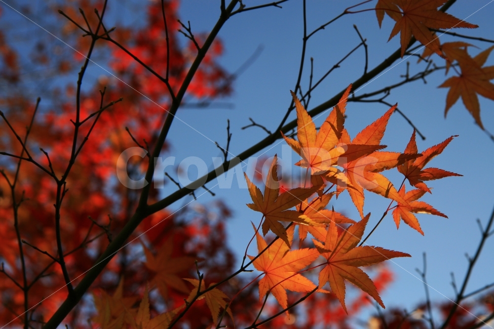 풍경,가을,나무,단풍,식물,가을,계절,fall,autumn,season,식물,자연,plants,nature,나무,trees,wood,plant,leaf,잎,tree,maple