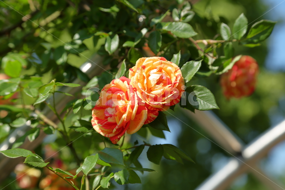 장미,장미꽃,노란장미,flower,rose,5월,6월,꽃