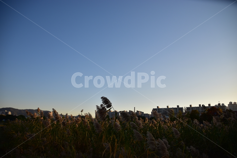 자연,배경,아름다운,하늘,구름,파란,석양,갈대,nature,background,beautiful,sky,clouds,blue,sunset,reed,가을,계절,fall,autumn,season,grass,잔디,plant,식물