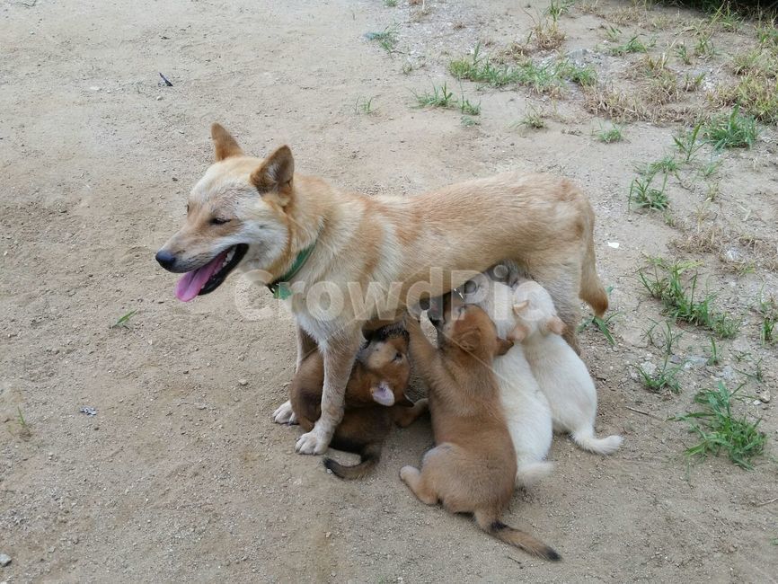puppy,country dog,animal,dog,mother dog,pet