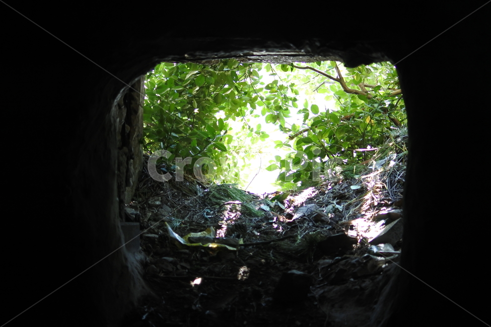 동굴속나무,나뭇잎,초록잎,동굴,창문,식물,감성,자연,풍경,nature,landscape
