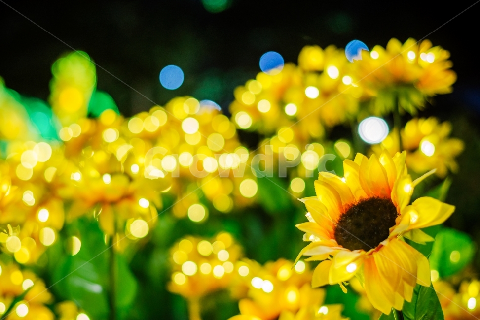 해바라기,꽃,꽃사진,야경,불빛,보케,야경사진,일상,스냅,snap,전구,식물,자연,plants,nature,꽃,flower