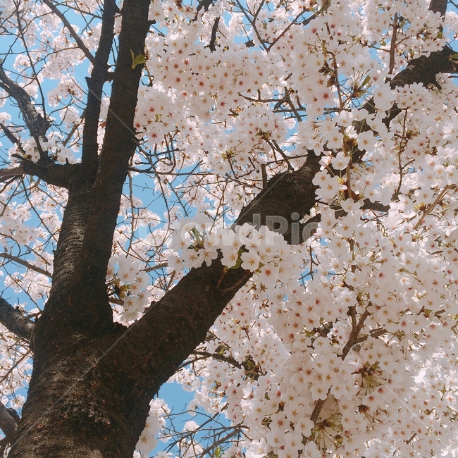 꽃,봄,하늘,벚꽃,자연,flower,spring,sky,nature,cherryblossom