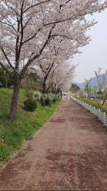 plant,식물,blossom,flower,꽃,벚꽃,벚나무,벚나무산책길,벚나무가로수길