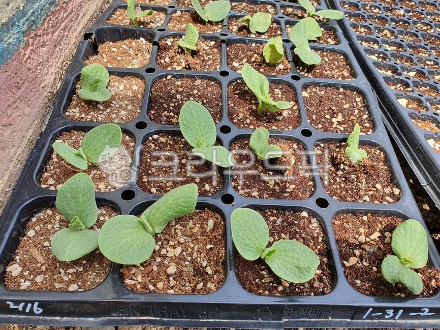 plant,식물,잎,호박,호박모종,모종,텃밭