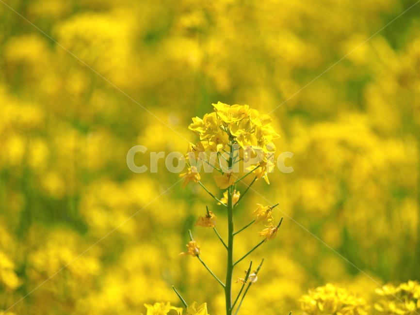 유채꽃,노랑,노란색,꽃,아웃포커싱,유채,꽃밭