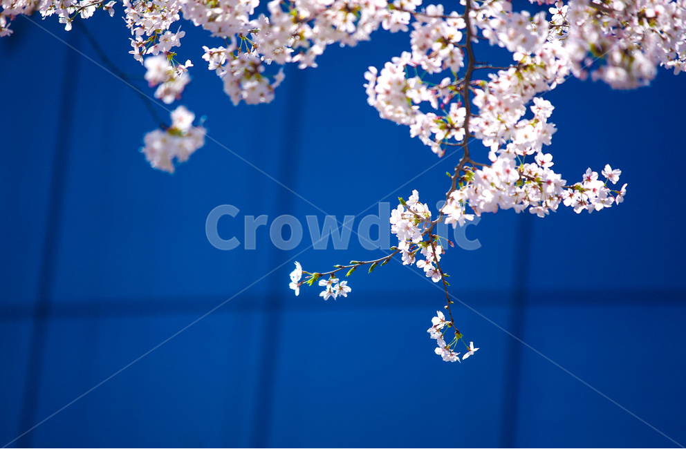 벚꽃,봄,srpingcherryblossom,꽃,계절,springseason,식물,자연,plantsnatureflower,봄,계절,spring,season,식물,자연,plants,nature,꽃,flower,plant,blossom