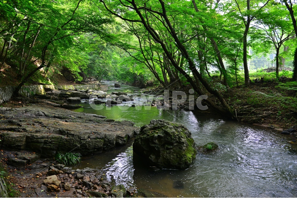 stream,흐름,forest,숲,outdoors,옥외,water,물,nature,자연,tree,나무,plant,식물,vegetation,초목,고창,선운사,도솔천,선운사계곡,도솔천계곡,계곡,여름,계절