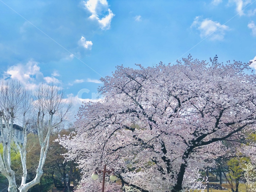 plant,식물,꽃,벚꽃,flower,blossom,cherryblassom,봄,계절,spring,season