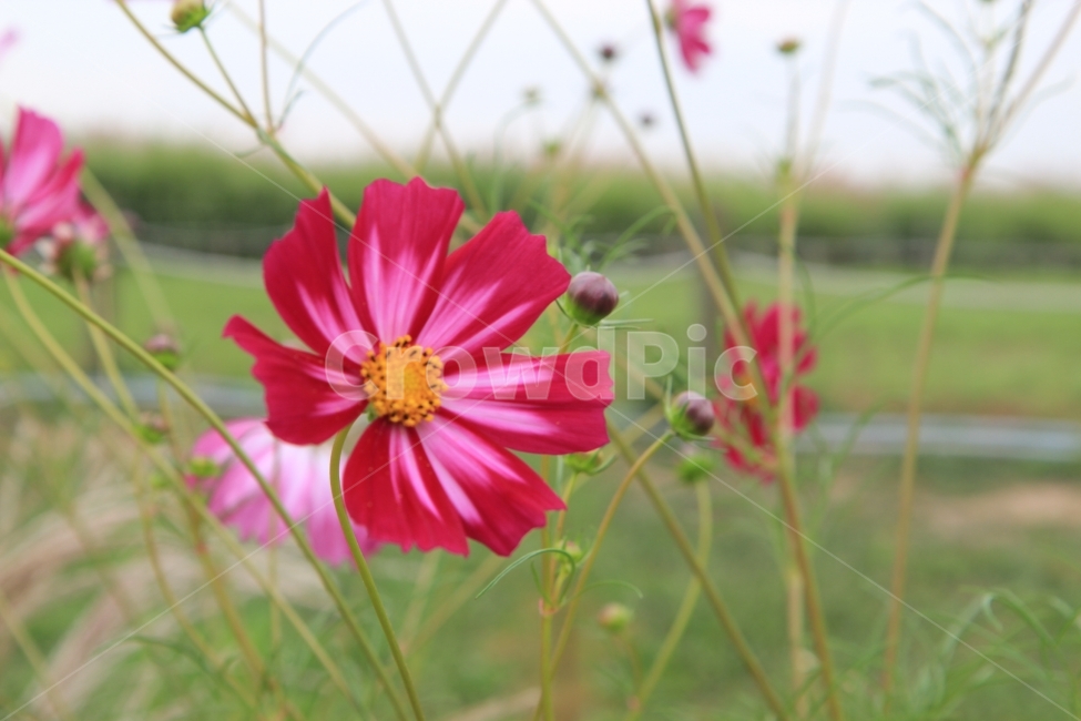 코스모스,가을,꽃,바람,flower,가을,계절,fall,autumn,season,식물,자연,plants,nature,꽃,flower,plant