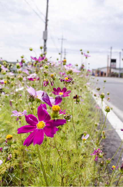 자연,코스모스,가을,꽃,하늘,핑크,가을,계절,fall,autumn,season,식물,자연,plants,nature,꽃,flower,plant