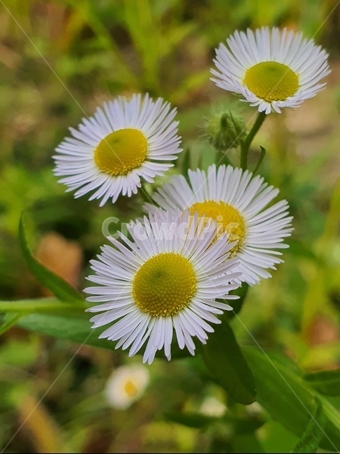 계란꽃,개망초,풀꽃,들꽃,풀,꽃,들풀,봄꽃,여름꽃,접사,식물,자연,plants,nature,꽃,flower