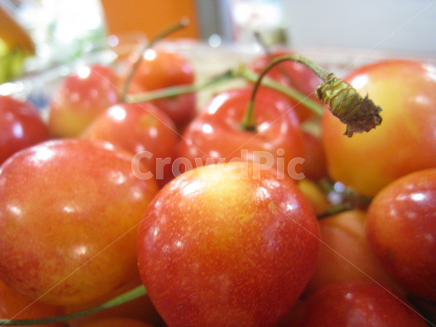 cheery,체리,과일,버찌,fruit
