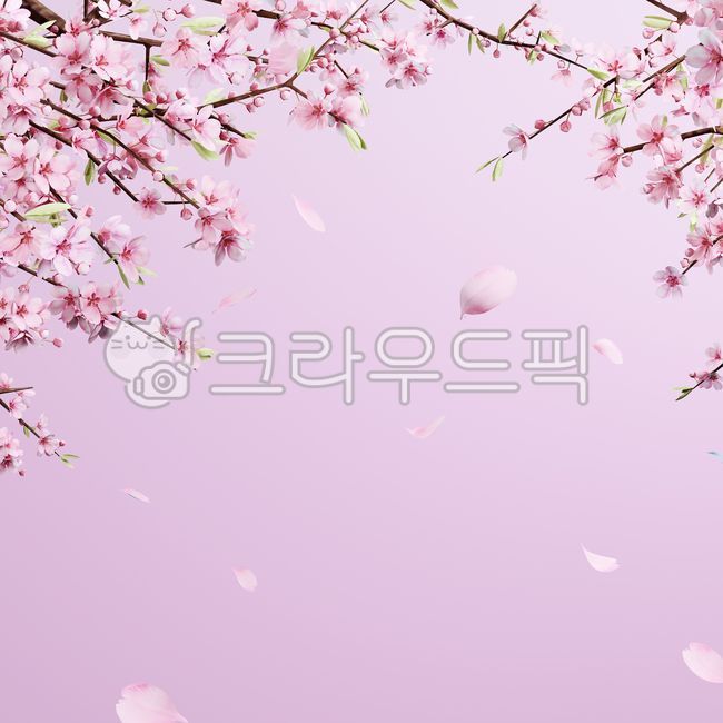 Cherry Blossom,display,cherryblossom,tree,flowering,flower,spring,petal,leaves,podium