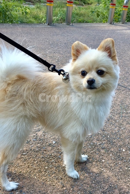 강아지,개,멍멍이,산책,반려견,동물,animal,포유류,mammal,개,강아지,dog,doggy
