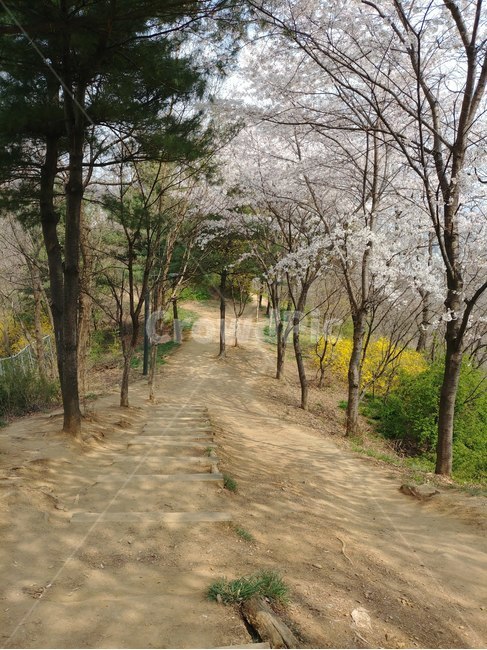 오솔길,산길,길,봄,자연