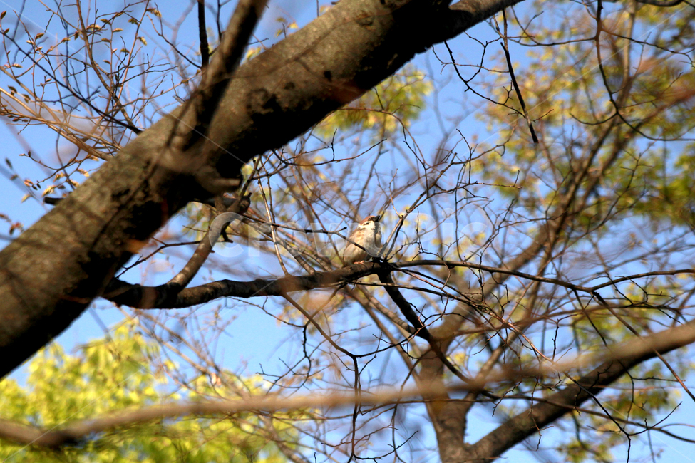 참새,나무가지,새,아침,하늘,동물,animal,조류,새,birds