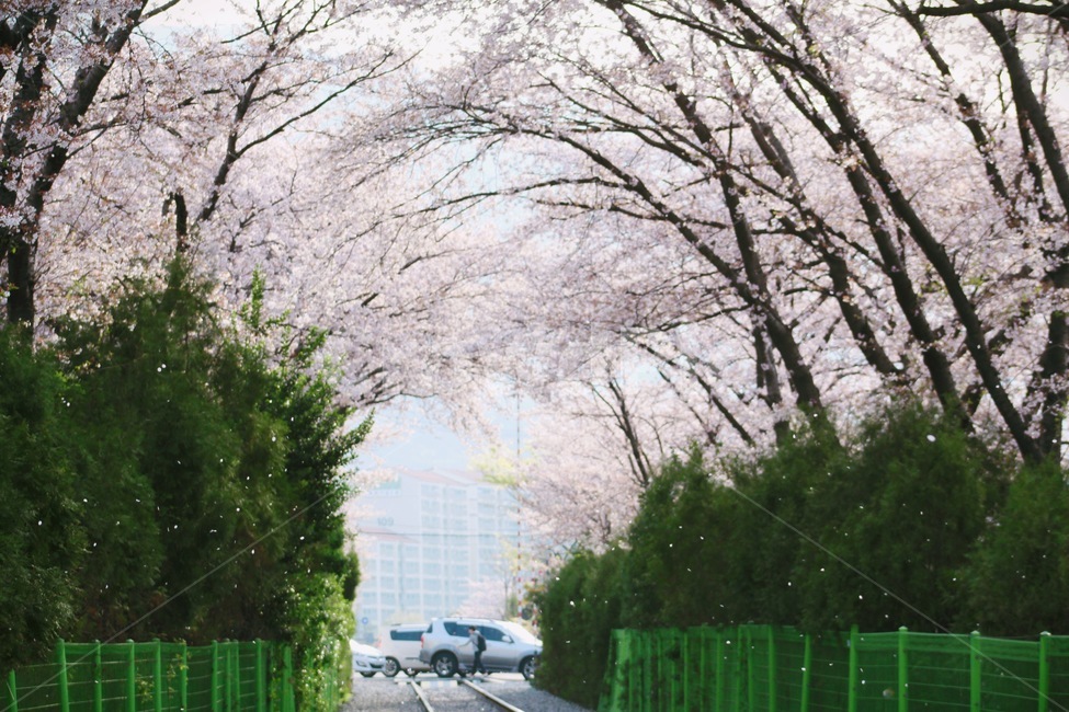 벚꽃,봄,벚꽃축제,벚꽃나무,꽃,봄,계절,spring,season,자연,풍경,nature,landscape,plant,식물,transportation,교통,automobile,자동차,car,차,vehicle,차량