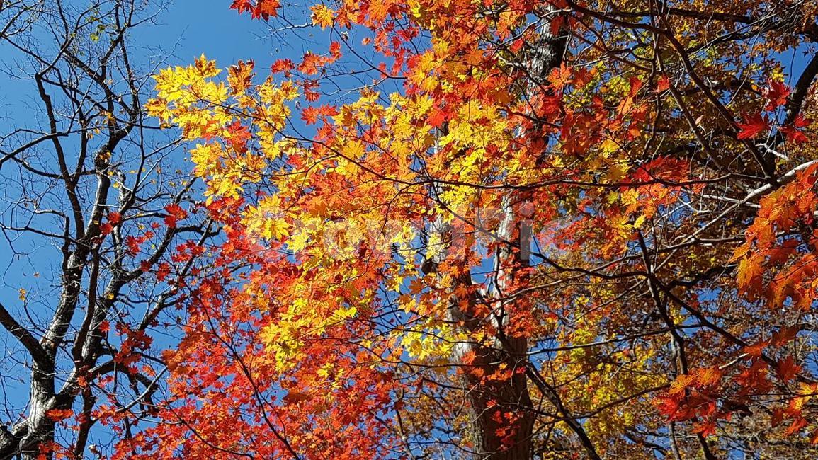 가을,단풍,노란단풍,하늘,파랑,가을,계절,fall,autumn,season,plant,식물,leaf,잎,tree,나무,maple