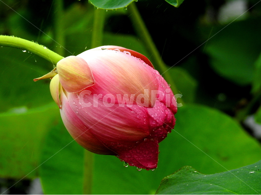 꽃,연꽃,식물,lotus,plant,식물,자연,plants,nature,꽃,flower,비,비오는날,rain,rainy