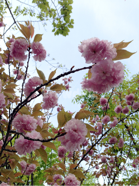 벚꽃,겹벚꽃,왕벚꽃,벚꽃나무,봄,꽃,식물,자연,cherryblossom,blossom,flower,plant,spring,nature