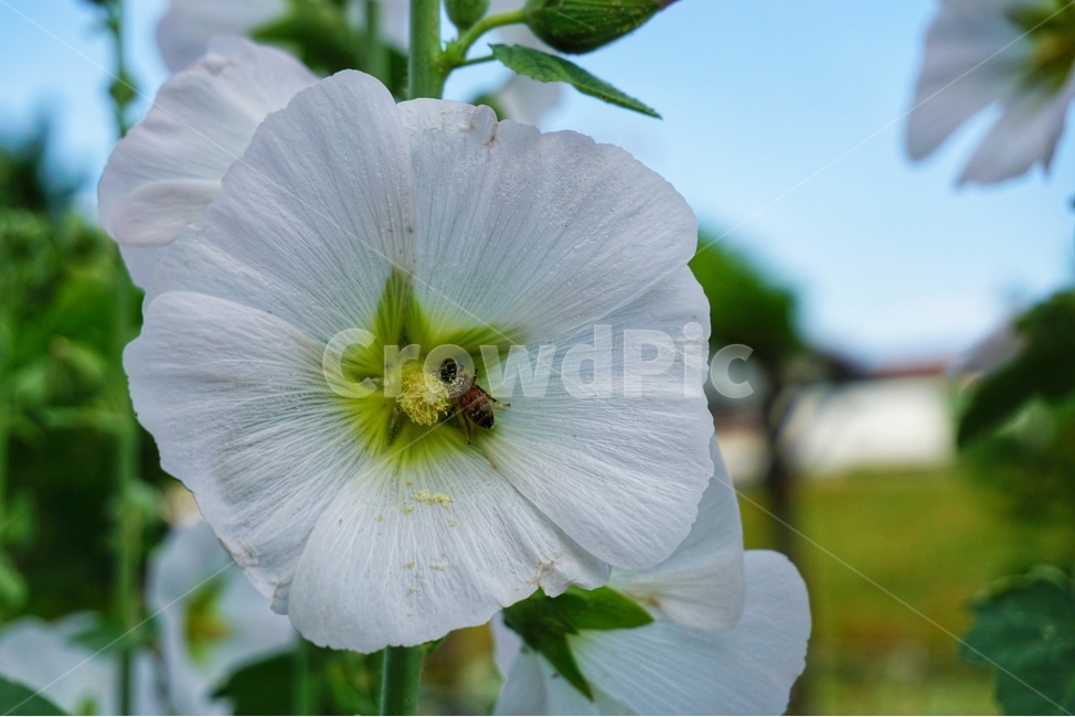 꽃,자연,flower,흰색꽃,순백,white