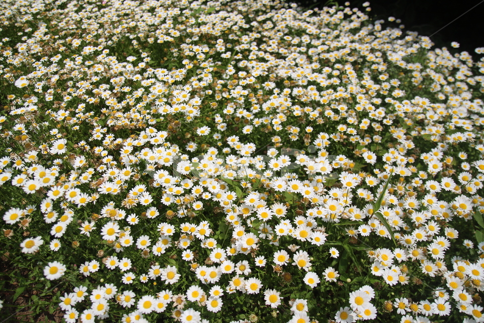 white flower,in full bloom,Cosmos,flower