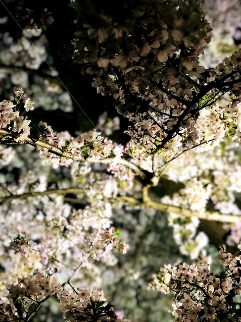 plant,식물,꽃,flower,벚꽃,cherryblossom