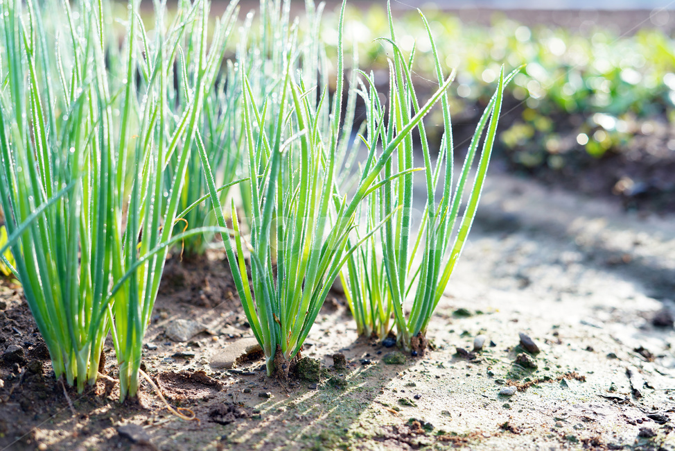 쪽파,쪽파밭,쪽파재배,채소,농작물,농업,농사,agriculture,farming,farming industry