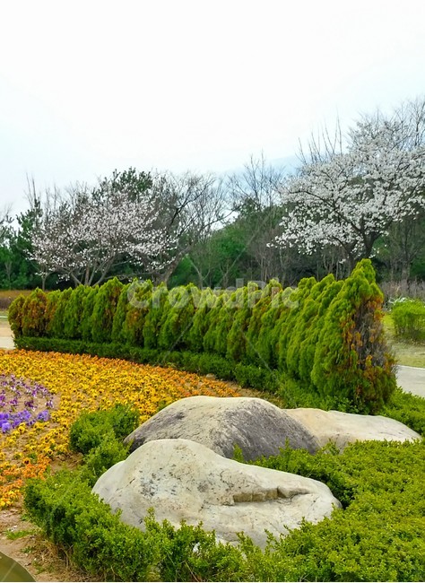 나무,공원,꽃,관목,봄,식물,자연,색감,plants,nature,flower,자연,풍경,nature,landscape,plant,grass,잔디