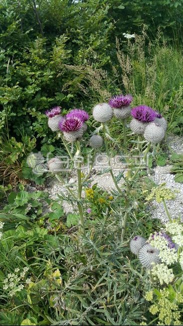 spring,blossom,field,outdoors,nature,flower drop,plant,flower