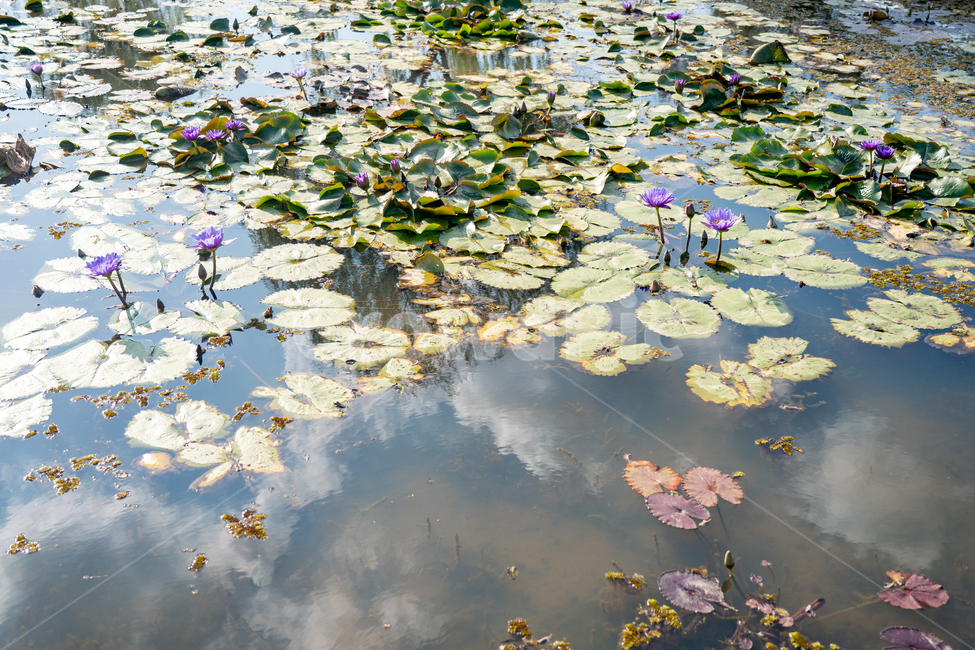 연못,연꽃,반영,reflection,lotus,식물,plant,flower,꽃,자연,풍경,nature,landscape,식물,plants