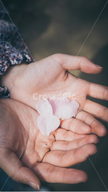 감성사진,꽃,손,꽃잎,손바닥,봄,계절,spring,season,꽃,flower,사람,인물,인간,human,person,신체일부,몸,body,감성,sensible,feeling,hand
