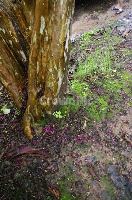 배롱나무,식물,plant,꽃,flower,식물,자연,plants,nature,나무,trees,wood