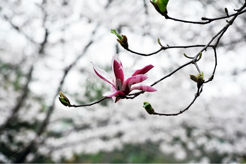 목련,자목련,나무연꽃,Magnolialiliiflora,봄꽃,紫木蓮,은혜,존경,신치,방목,목필,보춘화,벚꽃,봄소식,봄,계절,spring,season,식물,자연,plants,nature,꽃,flower,plant,petal,꽃잎,blossom