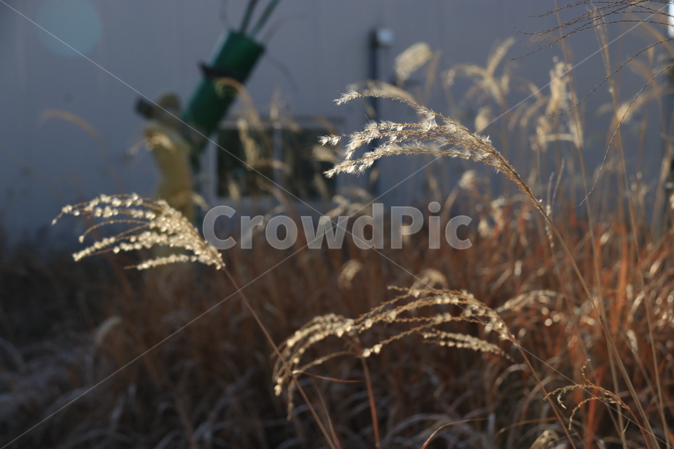 식물,plant,갈대,자연,풀,들판,들풀