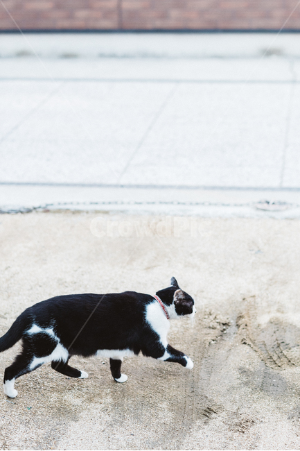 고양이,냥,캣,cat,길고양이,길냥이,냥이,길냥,동물,동물,animal,포유류,mammal,고양이,cat,kitten,kitty