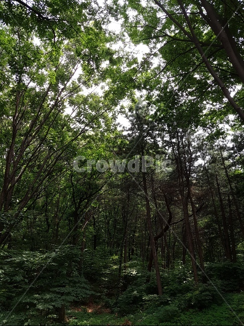 우장산,숲속,하늘,나들이,동네산,산책,나무,수풀,오후,구름,햇빛,식물,자연,plants,nature,나무,trees,wood