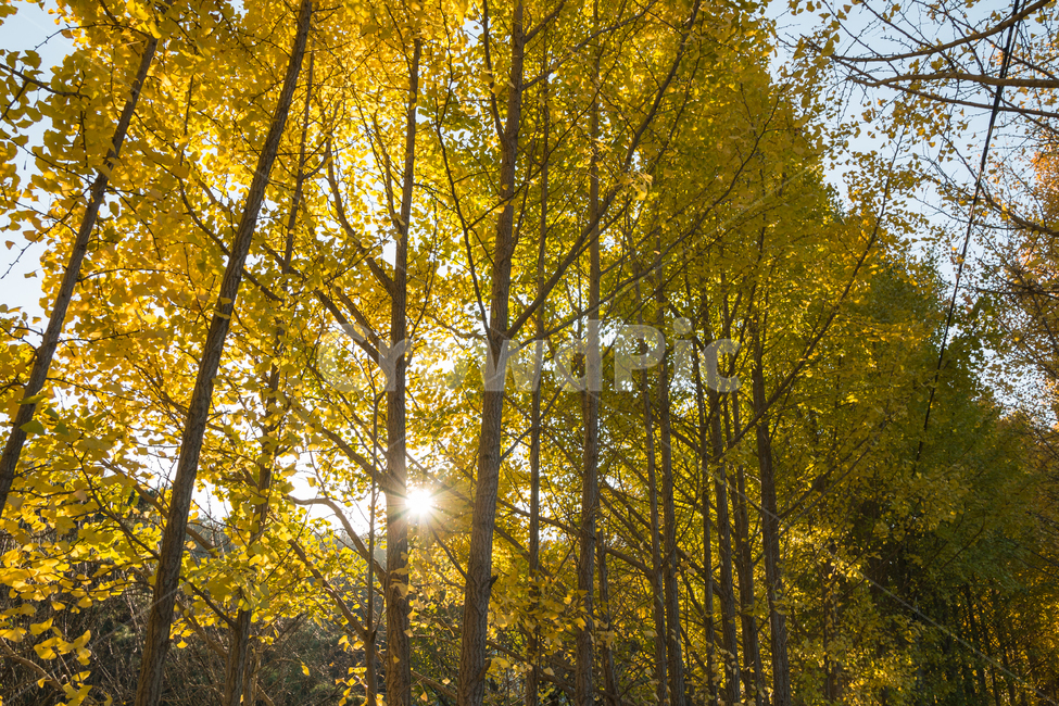 가을,단풍,풍경,산책,등산,산,가을산,은행나무,가을,계절,fall,autumn,season,자연,풍경,nature,landscape,식물,plants,나무,trees,wood,휴식,힐링,rest,relaxation,healing,flare,플레어,light,빛,sunlight,햇빛