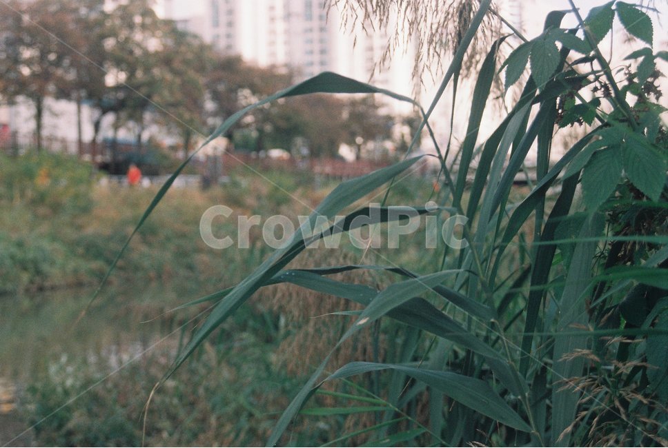 필름카메라,필음,필름사진,감성사진,풀,자연,공원,하천,식물,자연,plants,nature